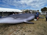 First Gulf Coast Whale Festival Comes To Casino Beach April 27