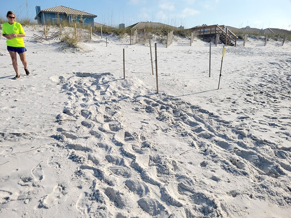 Sea Turtle Nesting Season Begins May 1