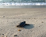 Sea Turtle Nesting Season Starts May 1