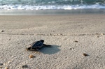 Sea Turtle Nest Hatches at Perdido Key, Pensacola Beach Nests Soon