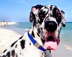 Dogs Allowed Only At Pensacola Beach Dog Parks